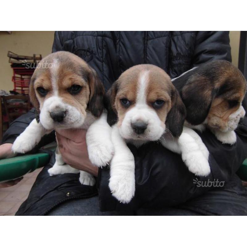 Beagle con pedigree
